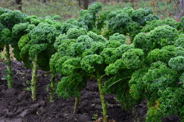 Curly Kale Natural Organic Soil Kale Winter Vegetable Capable Withstanding — Stock Photo, Image