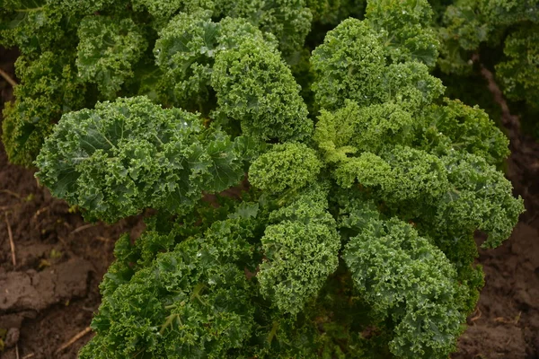 Col Rizada Suelo Orgánico Natural Col Rizada Una Verdura Invierno —  Fotos de Stock