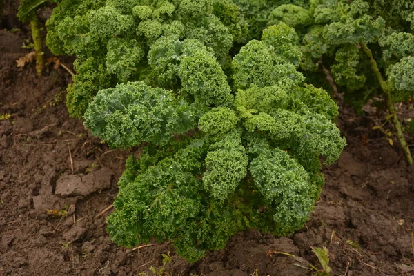 天然の有機土壌でカール 寒さに耐えることができる冬の野菜であり 存在する最も健康的な野菜の一つです — ストック写真