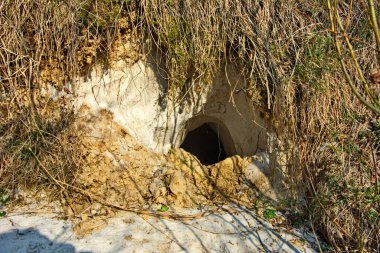 Tilki, dağ sıçanı, habitat, derin kumlar için toprağı kazar.