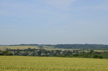 Baharda buğday tarlası, güzel manzara, yeşil çimenler ve bulutlu mavi gökyüzü.