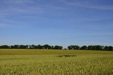 Baharda buğday tarlası, güzel manzara, yeşil çimenler ve bulutlu mavi gökyüzü.