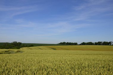 Baharda buğday tarlası, güzel manzara, yeşil çimenler ve bulutlu mavi gökyüzü.