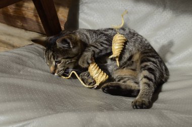 Kedi sarı pipetten kusulmuş farelerle oynuyor. Bir kedi için komik bir oyuncak..