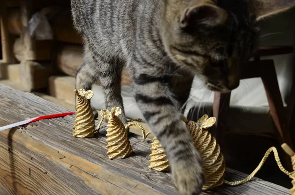 The cat plays with mice spewed out of yellow straw.Funny toy for a cat.
