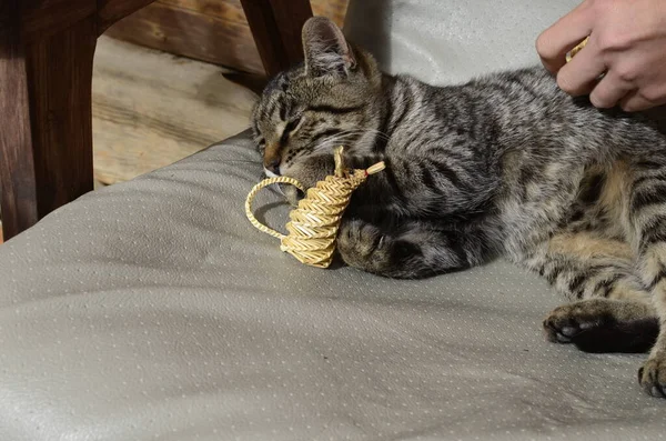 The cat plays with mice spewed out of yellow straw.Funny toy for a cat.