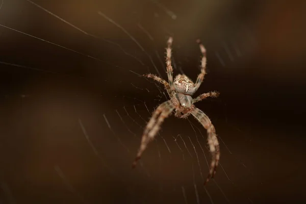 Araneus Diadematus - European Garden Spider or Cross Orb-Weaver Spider in close up with selective focus. Spider web with dew in the dark.The spider web background.