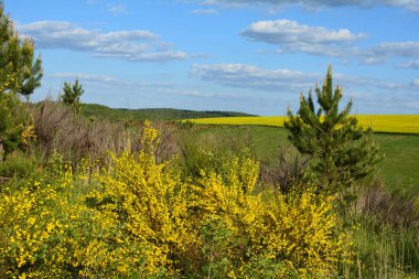 Cytisus Scoparius 'un çiçek açan sarı çiçekleri, yaygın süpürge ya da İskoç süpürgesi, Syn' in dalını kapatın. Sarothamnus Scoparius. Nisan ayında çiçek açan süpürge, Cytisus scoparius