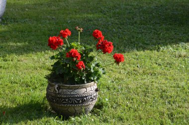 Kırmızı bahçe sardunya çiçekleri, yakın plan sardunya çiçekleri. pelargonium