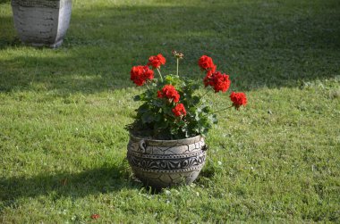 Kırmızı bahçe sardunya çiçekleri, yakın plan sardunya çiçekleri. pelargonium