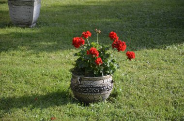 Kırmızı bahçe sardunya çiçekleri, yakın plan sardunya çiçekleri. pelargonium