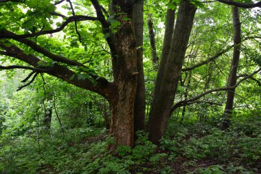 Büyük bir dallı ağaç. Büyük bir ağaç. Ormanda birçok dalı olan güzel bir ağaç. Yeşil çimenlerin üzerinde eski bir dallı ağaç..