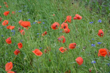 Yeşil çimlerde kırmızı haşhaş. Zafer Günü için mevsimlik bahar çiçekleri. Büyük kırmızı kutulu haşhaş çiçeği.
