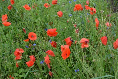 Yeşil çimlerde kırmızı haşhaş. Zafer Günü için mevsimlik bahar çiçekleri. Büyük kırmızı kutulu haşhaş çiçeği.