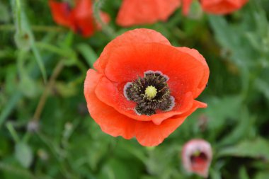 Yeşil çimlerde kırmızı haşhaş. Zafer Günü için mevsimlik bahar çiçekleri. Büyük kırmızı kutulu haşhaş çiçeği.
