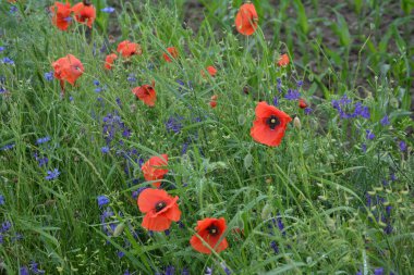 Yeşil çimlerde kırmızı haşhaş. Zafer Günü için mevsimlik bahar çiçekleri. Büyük kırmızı kutulu haşhaş çiçeği.