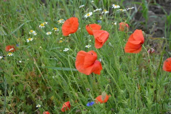 Pavot Rouge Dans Herbe Verte Fleurs Printanières Saisonnières Pour Jour — Photo