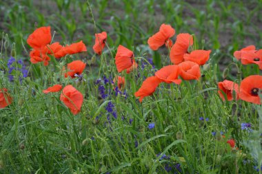Yeşil çimlerde kırmızı haşhaş. Zafer Günü için mevsimlik bahar çiçekleri. Büyük kırmızı kutulu haşhaş çiçeği.