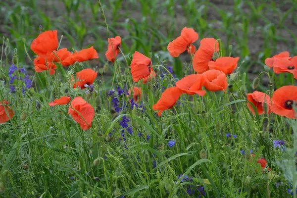 Pavot Rouge Dans Herbe Verte Fleurs Printanières Saisonnières Pour Jour — Photo