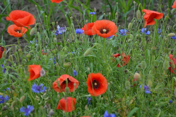 Pavot Rouge Dans Herbe Verte Fleurs Printanières Saisonnières Pour Jour — Photo