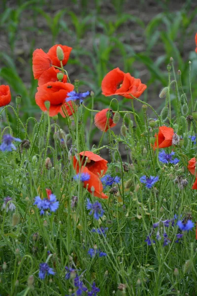 Pavot Rouge Dans Herbe Verte Fleurs Printanières Saisonnières Pour Jour — Photo