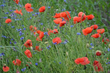 Yeşil çimlerde kırmızı haşhaş. Zafer Günü için mevsimlik bahar çiçekleri. Büyük kırmızı kutulu haşhaş çiçeği.