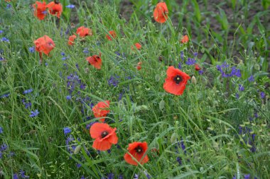 Yeşil çimlerde kırmızı haşhaş. Zafer Günü için mevsimlik bahar çiçekleri. Büyük kırmızı kutulu haşhaş çiçeği.