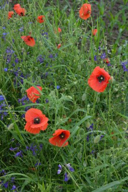 Yeşil çimlerde kırmızı haşhaş. Zafer Günü için mevsimlik bahar çiçekleri. Büyük kırmızı kutulu haşhaş çiçeği.