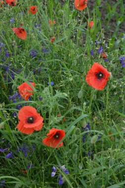 Yeşil çimlerde kırmızı haşhaş. Zafer Günü için mevsimlik bahar çiçekleri. Büyük kırmızı kutulu haşhaş çiçeği.