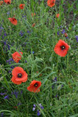 Yeşil çimlerde kırmızı haşhaş. Zafer Günü için mevsimlik bahar çiçekleri. Büyük kırmızı kutulu haşhaş çiçeği.