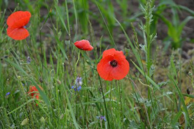 Yeşil çimlerde kırmızı haşhaş. Zafer Günü için mevsimlik bahar çiçekleri. Büyük kırmızı kutulu haşhaş çiçeği.
