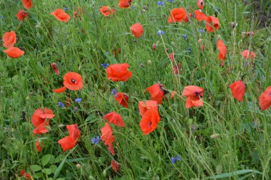 Yeşil çimlerde kırmızı haşhaş. Zafer Günü için mevsimlik bahar çiçekleri. Büyük kırmızı kutulu haşhaş çiçeği.