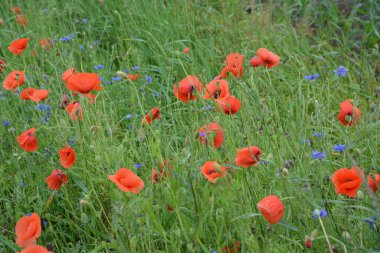 Yeşil çimlerde kırmızı haşhaş. Zafer Günü için mevsimlik bahar çiçekleri. Büyük kırmızı kutulu haşhaş çiçeği.