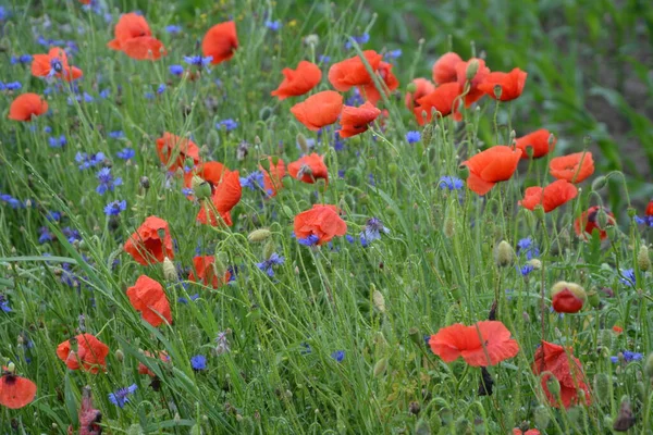 Pavot Rouge Dans Herbe Verte Fleurs Printanières Saisonnières Pour Jour — Photo