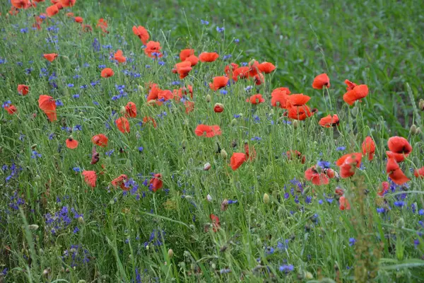 Pavot Rouge Dans Herbe Verte Fleurs Printanières Saisonnières Pour Jour — Photo