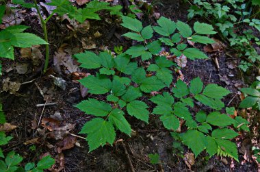 Beyaz ve yeşil tomurcuklar ve böğürtlen çiçekleri, pistil ve stamen çiçekleri, (Actaea spicata) ve huysuz bir korulukta büyüyen taze yeşil yapraklar, seçici odaklı yakın çekim