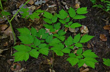 Beyaz ve yeşil tomurcuklar ve böğürtlen çiçekleri, pistil ve stamen çiçekleri, (Actaea spicata) ve huysuz bir korulukta büyüyen taze yeşil yapraklar, seçici odaklı yakın çekim