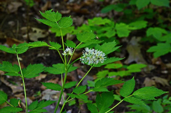 White and green buds and flowers of bane berry, pistils and stamens, (Actaea spicata) and fresh green leaves growing on a moody grove, closeup with selective focus