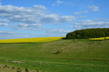 Yeşil ve sarı yay tarlaları manzarası. Bahar çayırları. Kırsal alan. Yeşil bahar çayırı, yeşil çimen tepeleri, bahar manzarası