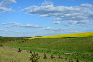 Yeşil ve sarı yay tarlaları manzarası. Bahar çayırları. Kırsal alan. Yeşil bahar çayırı, yeşil çimen tepeleri, bahar manzarası