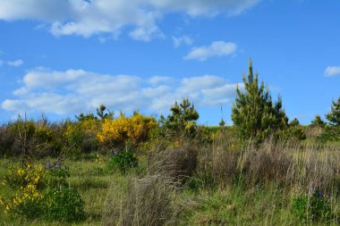 Yeşil ve sarı yay tarlaları manzarası. Bahar çayırları. Kırsal alan. Yeşil bahar çayırı, yeşil çimen tepeleri, bahar manzarası