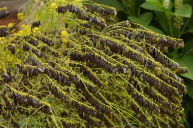 Isatis Tinctoria, woad, dyer woad veya glastum olarak da bilinir. Kudüs Asp 'ı olarak da bilinir. Woad aynı zamanda bitkinin yapraklarından üretilen mavi boyanın adıdır..