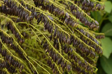 Isatis Tinctoria, woad, dyer woad veya glastum olarak da bilinir. Kudüs Asp 'ı olarak da bilinir. Woad aynı zamanda bitkinin yapraklarından üretilen mavi boyanın adıdır..