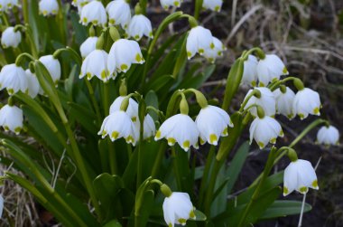 Beyaz Yaz Kar Tanesi çiçekleri (Leucojum aestivum) taç yapraklarında yeşil noktalar, taze bahar yeşili yapraklı çan şeklinde çiçekler.