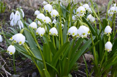 Beyaz Yaz Kar Tanesi çiçekleri (Leucojum aestivum) taç yapraklarında yeşil noktalar, taze bahar yeşili yapraklı çan şeklinde çiçekler.