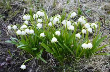 Beyaz Yaz Kar Tanesi çiçekleri (Leucojum aestivum) taç yapraklarında yeşil noktalar, taze bahar yeşili yapraklı çan şeklinde çiçekler.