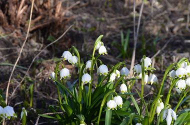 Beyaz Yaz Kar Tanesi çiçekleri (Leucojum aestivum) taç yapraklarında yeşil noktalar, taze bahar yeşili yapraklı çan şeklinde çiçekler.