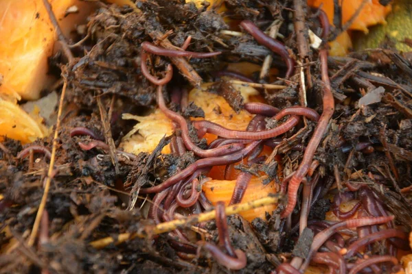 Oorwormen Eisenia Foetida Genaamd Tennessee Wiggler Fishing Compost Moederwormen Voor — Stockfoto