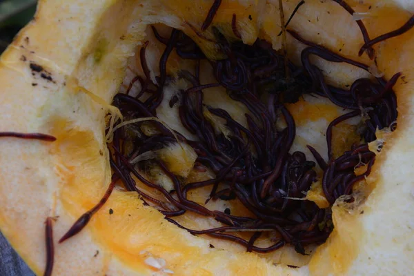 Oorwormen Eisenia Foetida Genaamd Tennessee Wiggler Fishing Compost Moederwormen Voor — Stockfoto