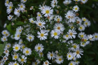 Aster ericoides, Symphyotrichum ericoides, beyaz fundalık aster, beyaz aster, fundalık aster, çiçek açan karlı çiçek